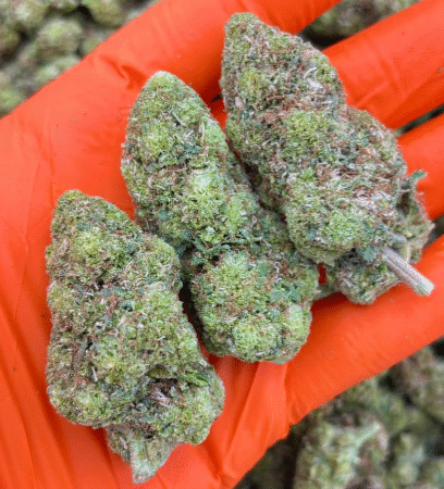 SMALL BUD INDOOR HIDROPONICO ALTA GAMA